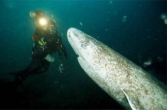 Гренландская акула
