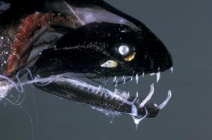 Черная Рыба Дракон Фото